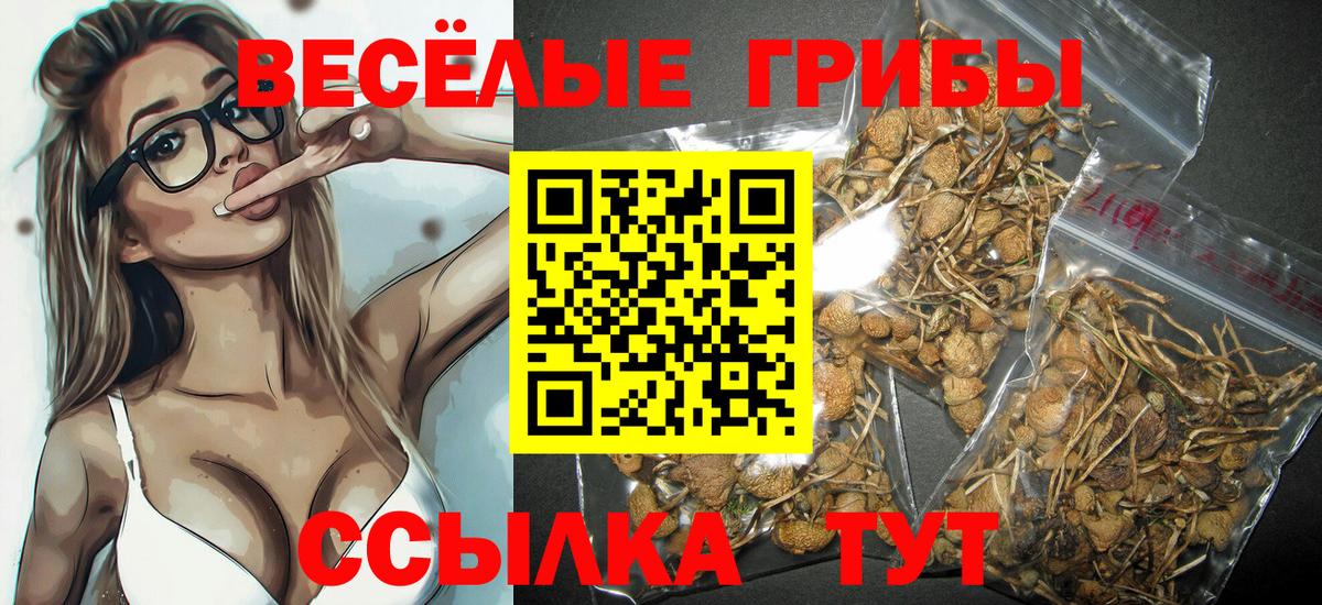 Камышлов  Галлюциногенные грибы Cubensis  Вход с VPN  Псилоцибиновые грибы GOLDEN TEACHER 